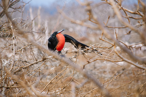 galapagos wildlife, magnificent frigatebird with red photo