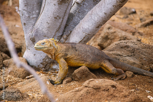 yellow Galapagos land iguana, species of lizard portrait