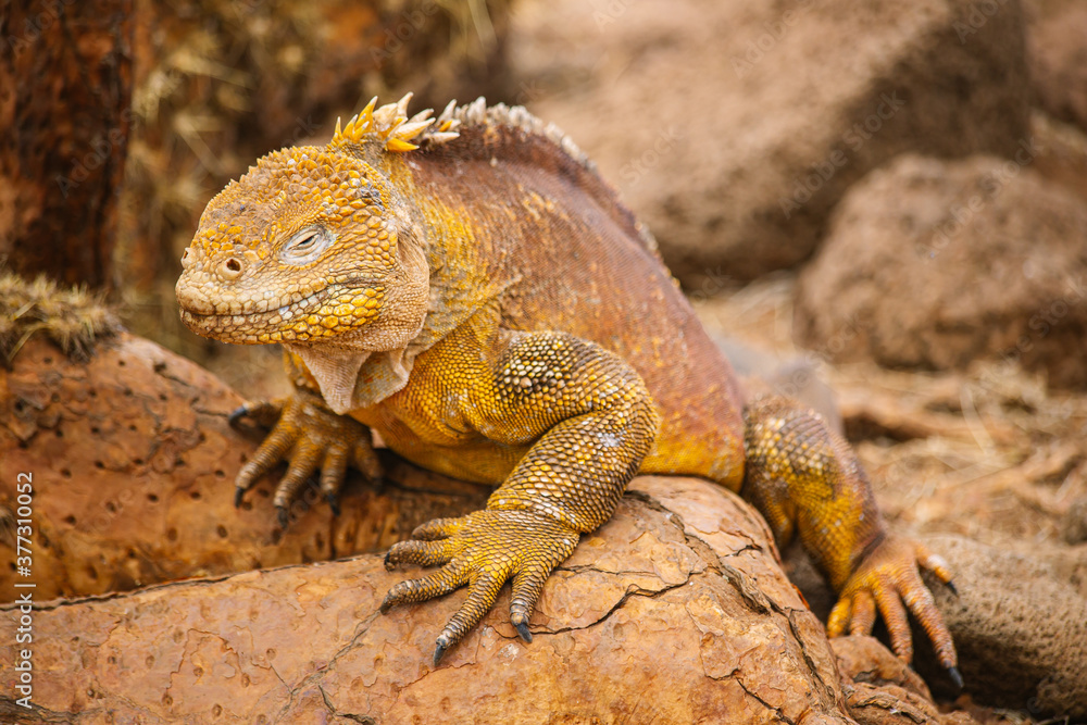 yellow Galapagos land iguana, species of lizard portrait yellow Galapagos land iguana, species of lizard portrait