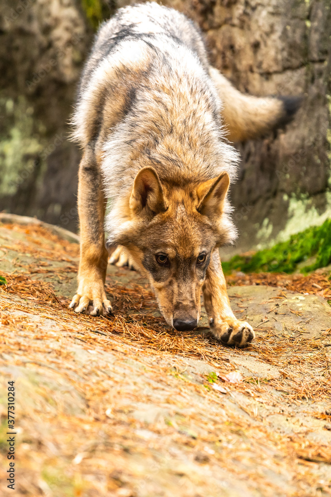 Fototapeta premium Lone wolf running in autumn forest Czech Republic