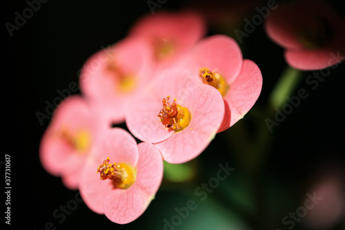 macro shot. The Pink flower. 