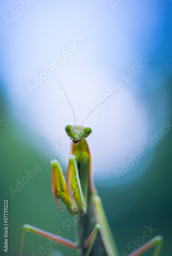 European mantis - Mantis (Mantis religiosa), Insectos, Arthropodos, Cantabria, Spain, Europe