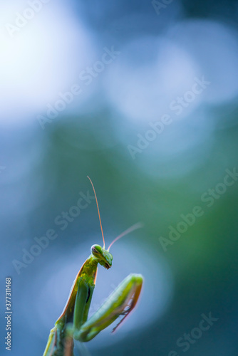 European mantis - Mantis (Mantis religiosa), Insectos, Arthropodos, Cantabria, Spain, Europe © JUAN CARLOS MUNOZ