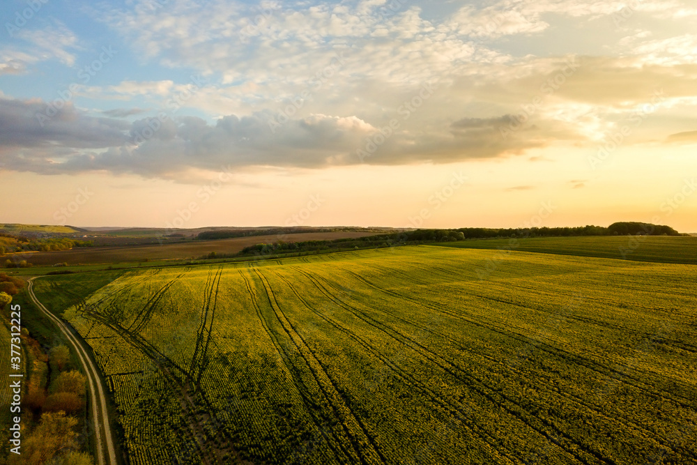 Obraz premium Aerial view of bright green agricultural farm field with growing rapeseed plants and cross country dirt road at sunset.