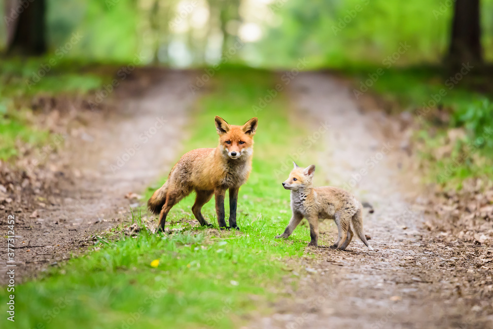 Naklejka premium Cute Red Fox, Vulpes vulpes in fall forest. Beautiful animal in the nature habitat. Wildlife scene from the wild nature. Red fox running in orange autumn leaves
