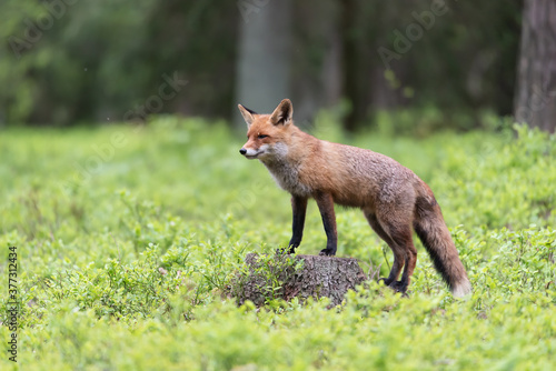 Cute Red Fox  Vulpes vulpes in fall forest. Beautiful animal in the nature habitat. Wildlife scene from the wild nature. Red fox running in orange autumn leaves