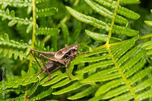 Pholidoptera griseoaptera (Dark Bush Cricket) a common brown insect species found in fields meadows and gardens stock photo