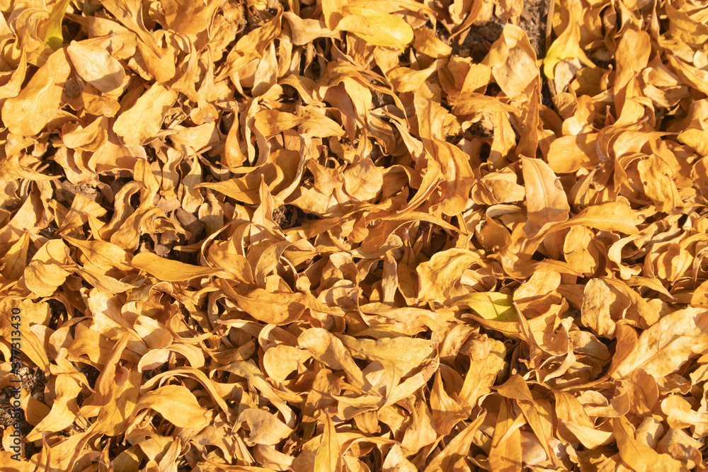Dry yellow leafs with copy space for background or wallpaper. Dry yellow leafs with copy space for background or wallpaper.