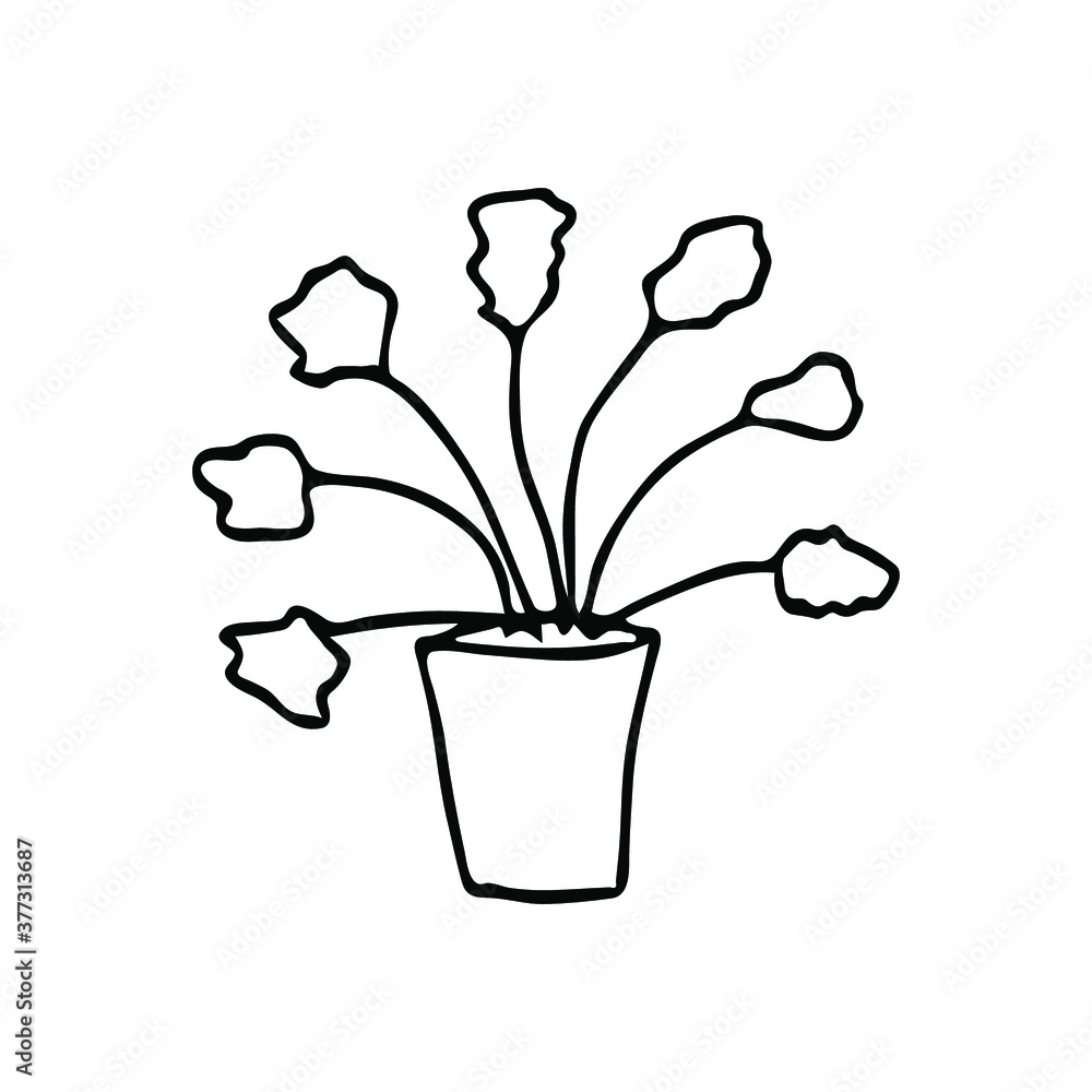 Sketch of a home plant. Vector outlines isolated element for design. Doodle style. Sketch of a home plant. Vector outlines isolated element for design. Doodle style.
