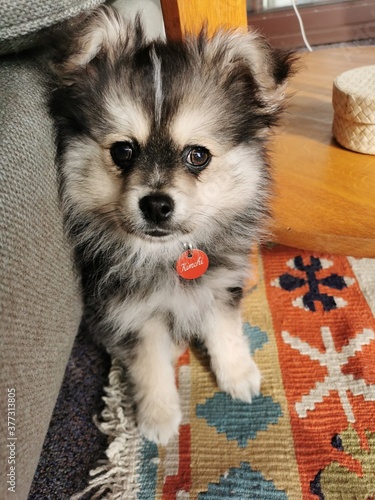 Cute fluffy German Spitz Chihuahua cross puppy portrait