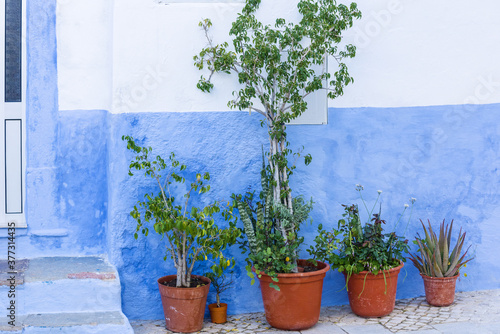flowers in pots in front of a blue wall in Olhao Algarve, Portugal © hectorchristiaen