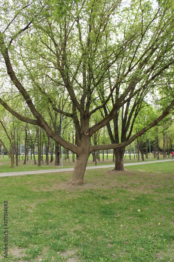 Branchy tree in a city park in spring Branchy tree in a city park in spring