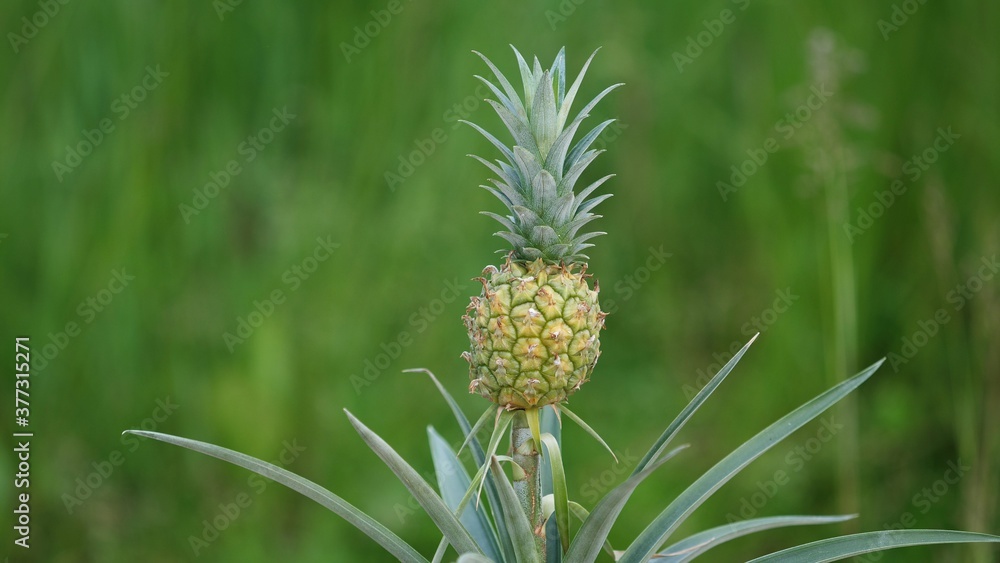 Pineapple plant with fruit (Ananas comosus) cultivated in field Pineapple plant with fruit (Ananas comosus) cultivated in field