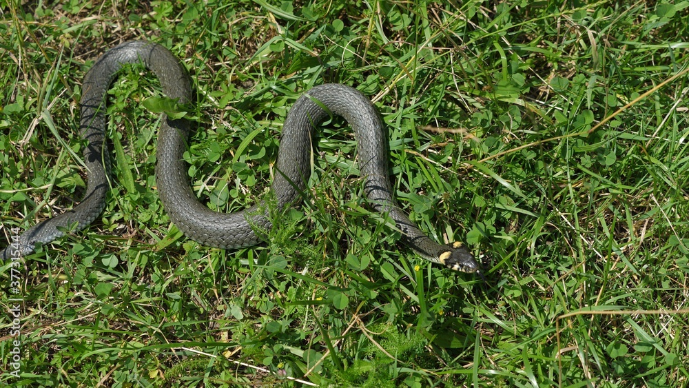 Grass snake (Natrix natrix) sneaks away Grass snake (Natrix natrix) sneaks away