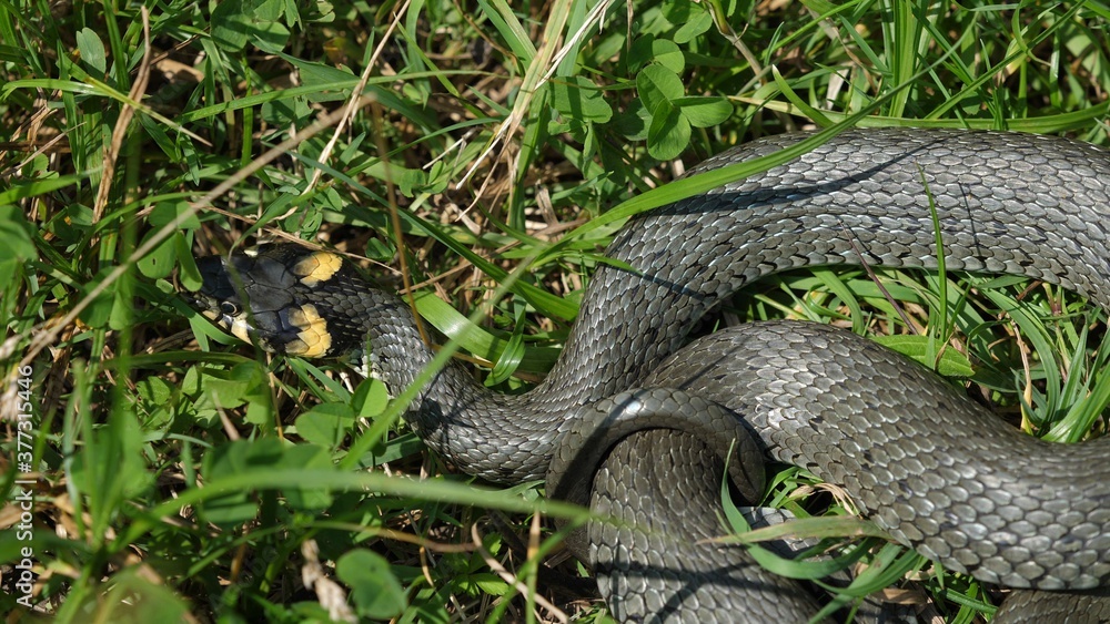 Detail of Natrix snake basking in the grass Detail of Natrix snake basking in the grass