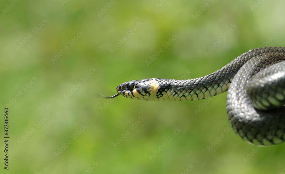 Grass snake (Natrix) in the hands of man, capture of inoffensive reptile Grass snake (Natrix) in the hands of man, capture of inoffensive reptile