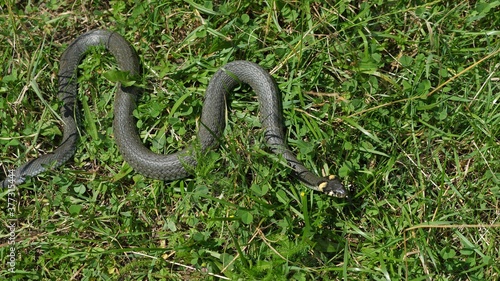 Grass snake (Natrix natrix) sneaks away