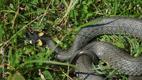 Detail of Natrix snake basking in the grass