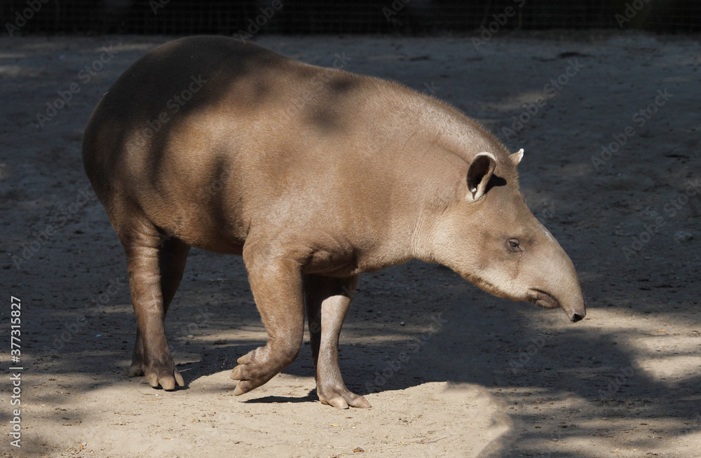 Fototapeta premium South American Brazilian tapir?(Tapirus terrestris)