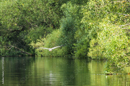 Heron near the shore.