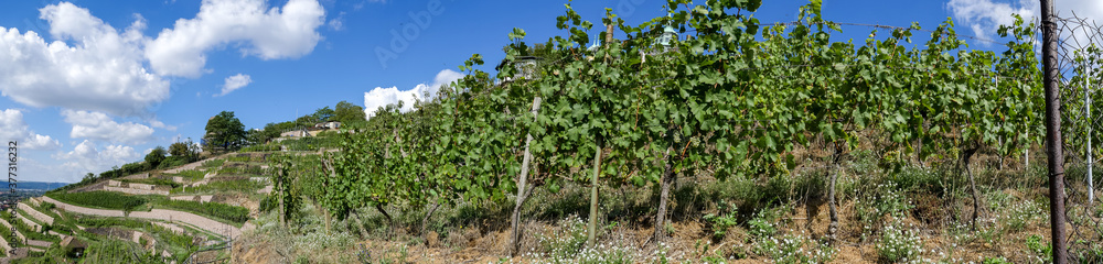 Weinreben im Weinanbaugebiet Erntezeit im Herbst