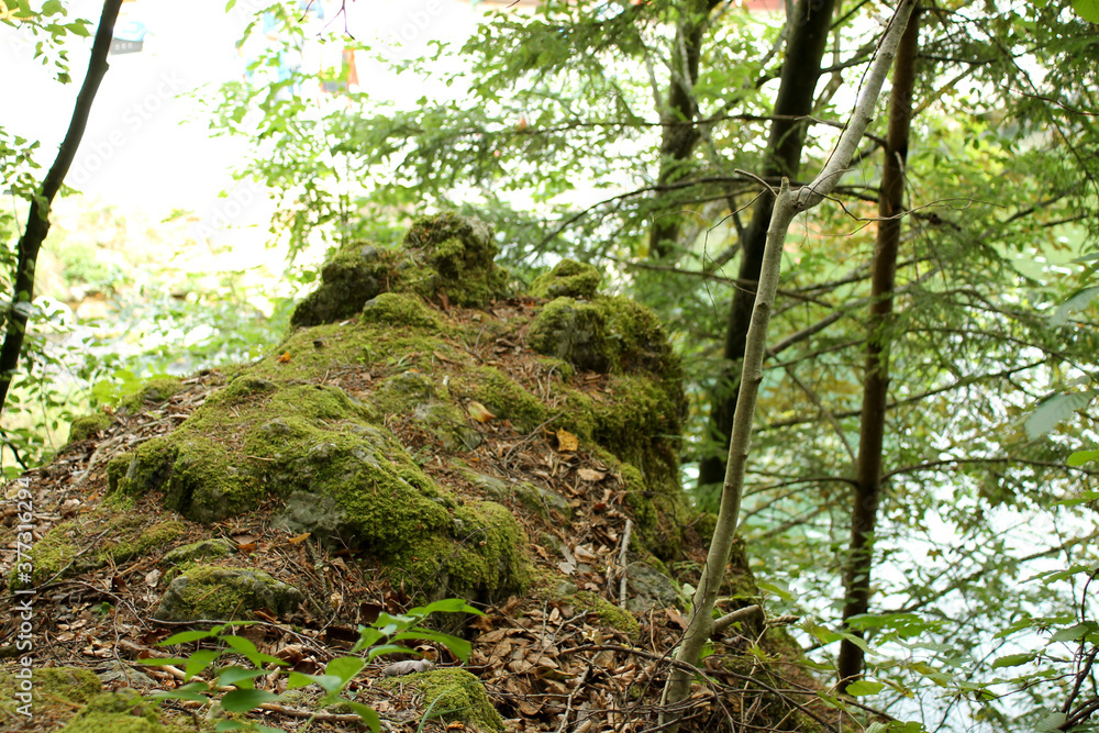Fototapeta premium a rock overgrown with moss in the forest