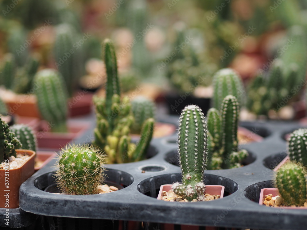 Cactus tree green trunk has sharp spikes around blooming in Plastic pots Cactus tree green trunk has sharp spikes around blooming in Plastic pots