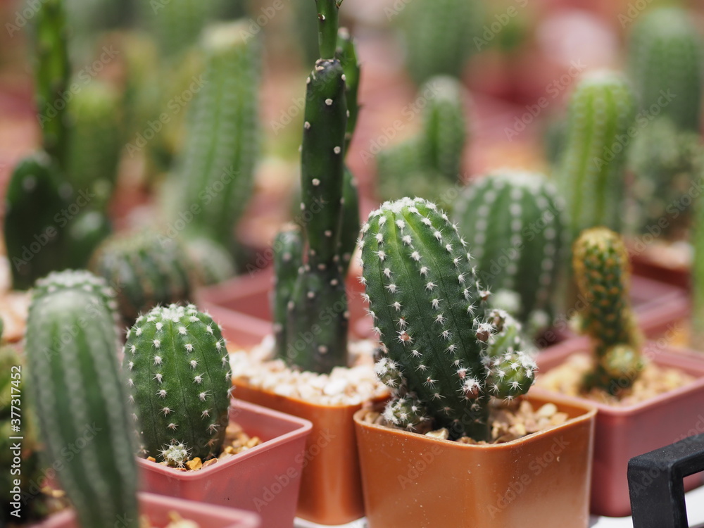 Cactus tree green trunk has sharp spikes around blooming in Plastic pots Cactus tree green trunk has sharp spikes around blooming in Plastic pots