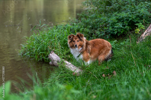 Fototapeta Naklejka Na Ścianę i Meble -  curious sheltie puppy in the reeds on the river bank