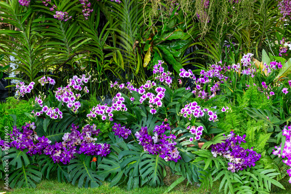 Obraz premium Beautiful​ orchid​ flower​ blooming​ in​ garden​