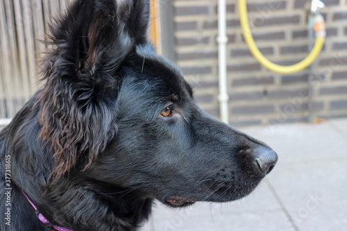 Portret zwarte oud duitse herder pup photo