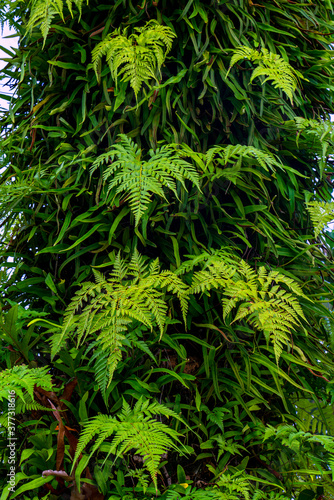 green forest fern petals. fern pattern macro
