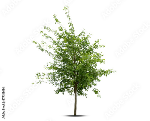  isolated big tree on White Background.Large trees database Botanical garden organization elements of Asian nature in Thailand, tropical trees isolated used for design, advertising and architecture.