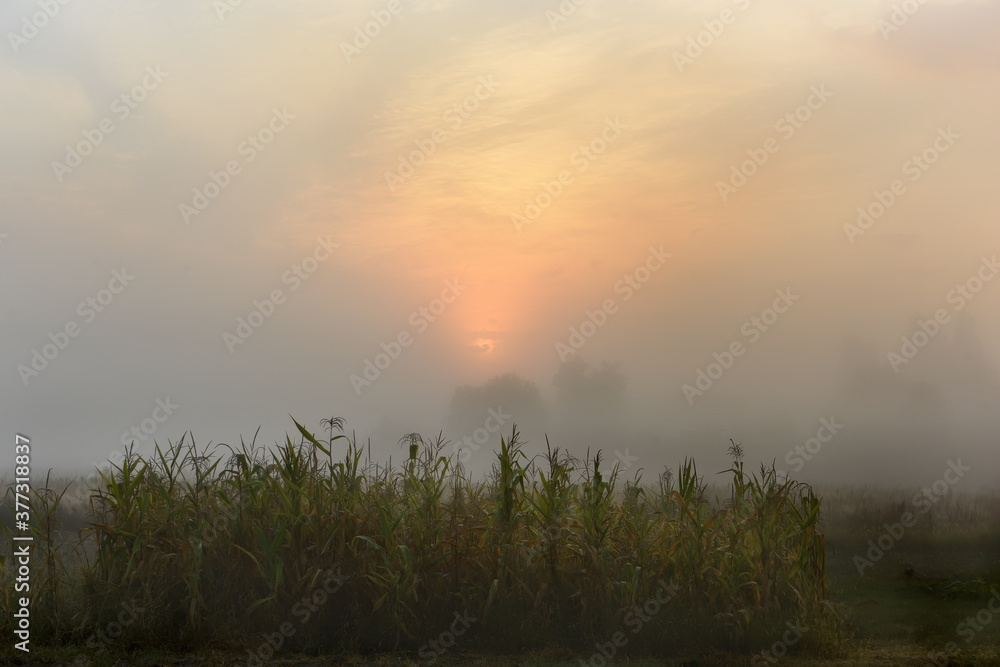 Fototapeta premium Corn on the field on a foggy autumn morning.