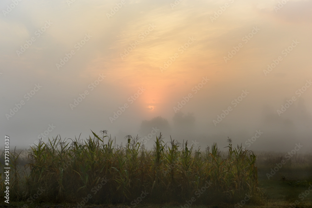 Corn on the field on a foggy autumn morning.