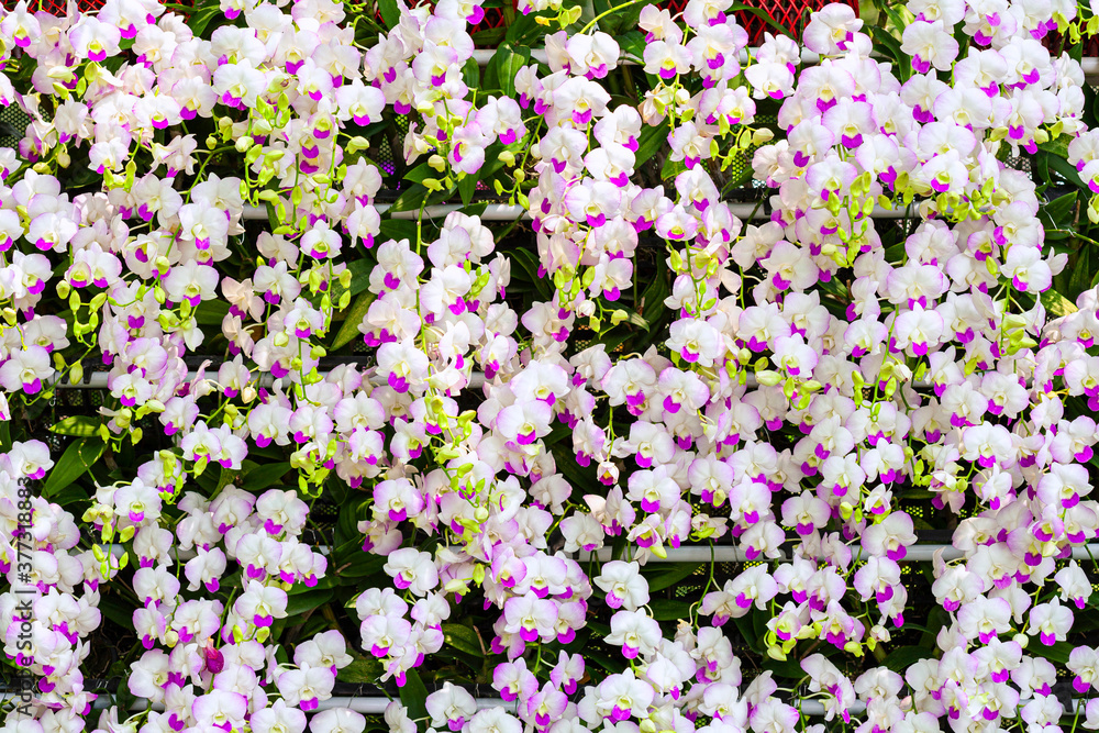 Obraz premium Beautiful​ orchid​ flower​ blooming​ in​ garden​