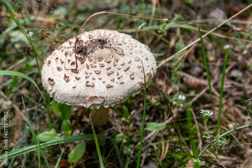 Parasol mushroom Macrolepiota procera close-up grows in the grass in the forest. Horizontal orientation. High quality photo