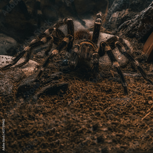 Spider tarantula in a terrarium