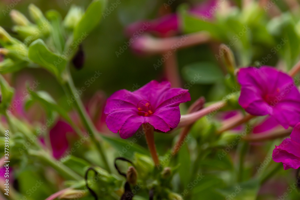 Fototapeta premium Pink flowers(marvel of Peru) in the garden