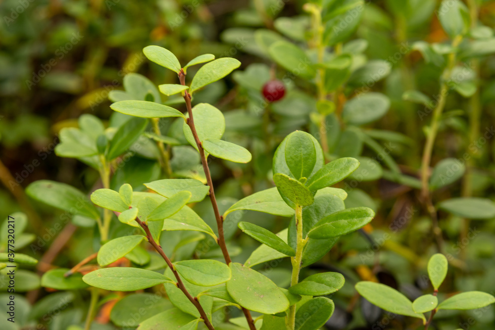 Forest berry lingonberry with a Bush in the forest in summer Forest berry lingonberry with a Bush in the forest in summer