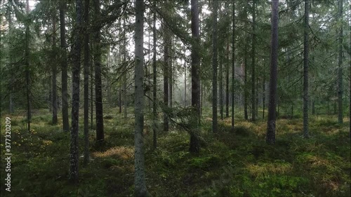 Wallpaper Mural A slow drone flight through a old pine grove in Estonian boreal forest in Northern Europe during summertime.	 Torontodigital.ca