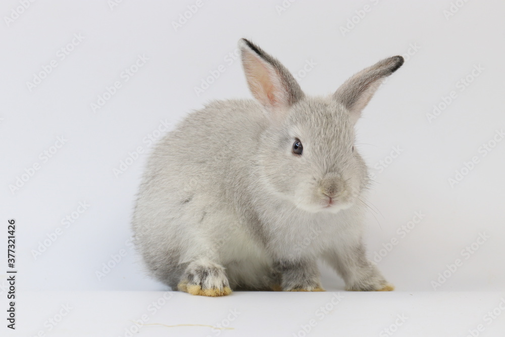 Obraz premium Fluffy Grey Bunny Rabbit on White Background