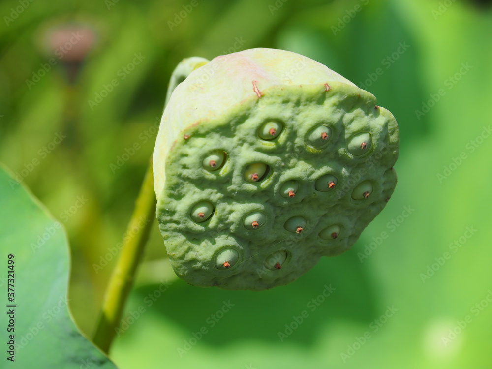 ハスの花托 ハスの花托