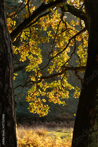 Trees in autumn colour, golden leaves in low sun in forest setting