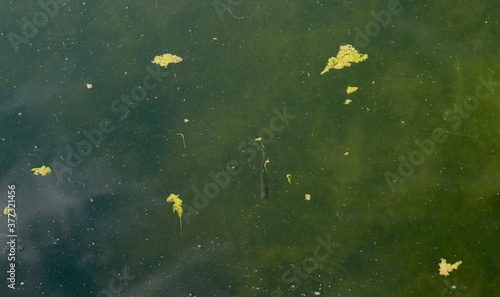 A close view of the murky water surface.