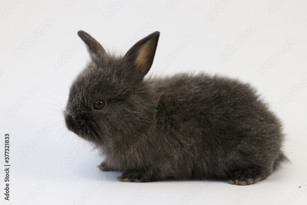 Cute  posture of a Black Bunny Rabbit