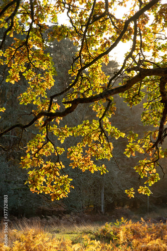 Trees in autumn colour  golden leaves in low sun in forest setting