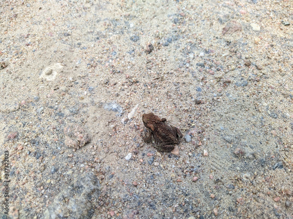 very small brown frog in the daytime
