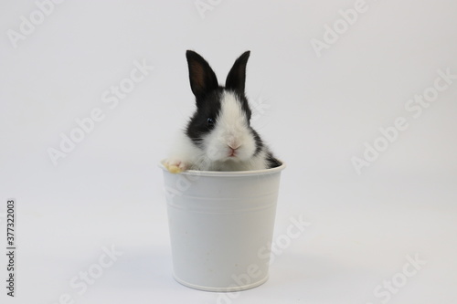 Black and White Bunny Rabbit in a White Bucket , White background © foreverhappy