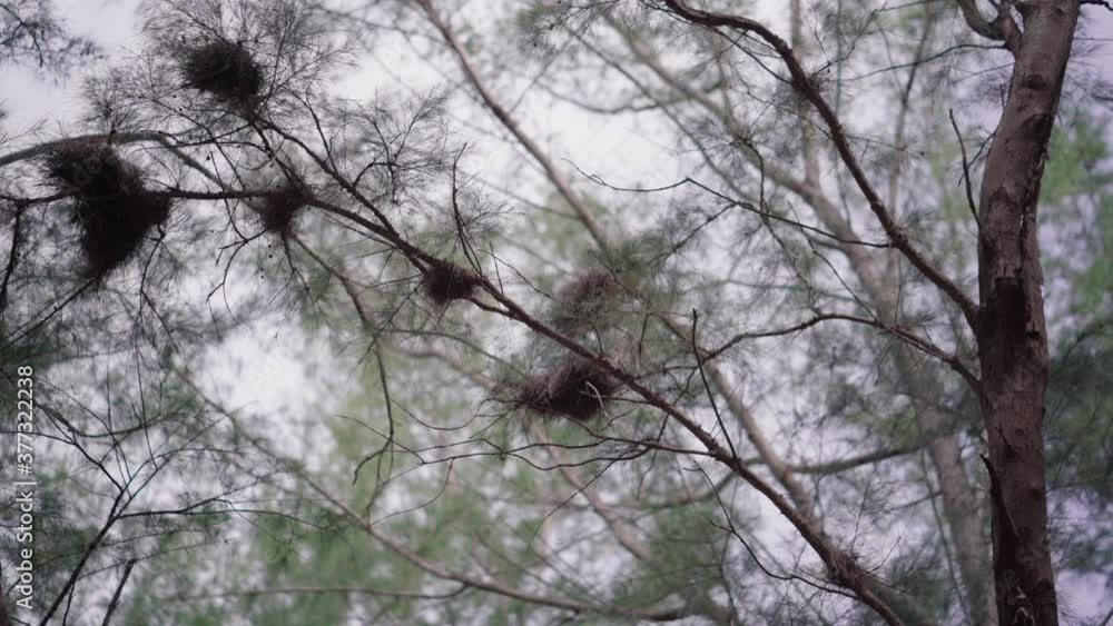 Close-up of Beautiful shots of pine forest Close-up of Beautiful shots of pine forest